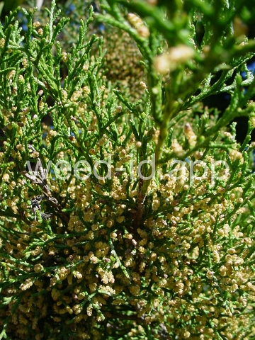 redcedar, eastern